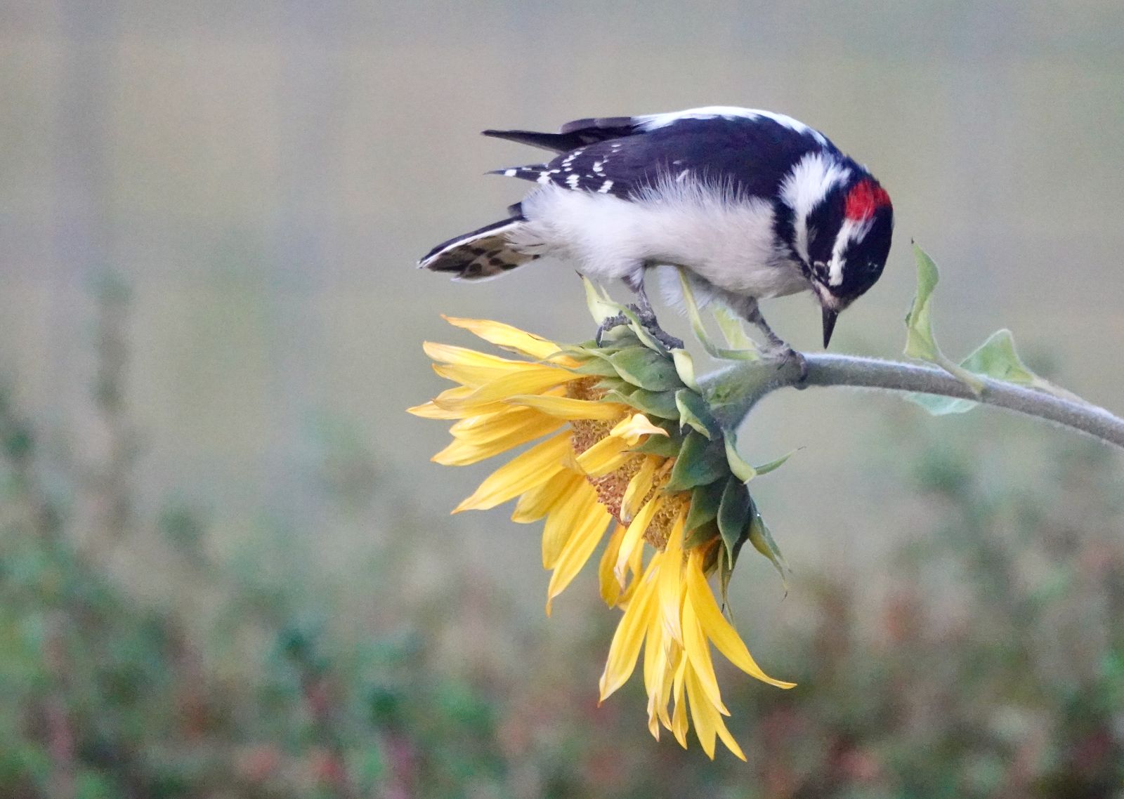 Downey%20woodpecker%20looking%20for%20insects%20on%20sunflower.jpg